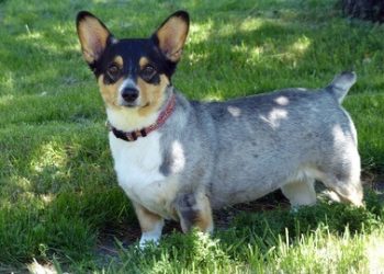 Chihuahua Rasa de caine Chihuahua