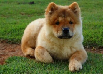 Chow-Chow Rasa de caine Chow-Chow