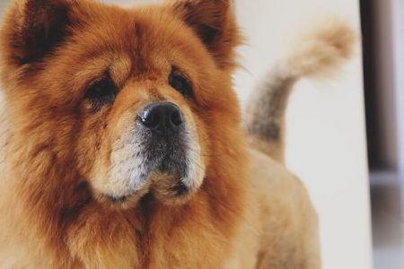 Chow-Chow3 Rasa de caine Chow-Chow