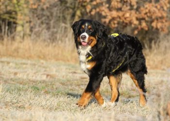 Ciobanesc de Bernese Rasa de caine Ciobanesc de Bernese