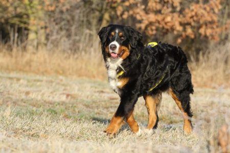 Ciobanesc de Bernese Rasa de caine Ciobanesc de Bernese