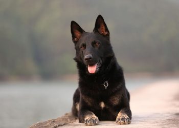 Ciobanesc german Rasa de caine Ciobanesc german