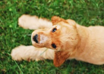 Cocker Spaniel englez2 Rasa de caine Cocker Spaniel englez