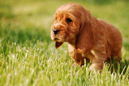Cocker Spaniel englez3 Rasa de caine Cocker Spaniel englez