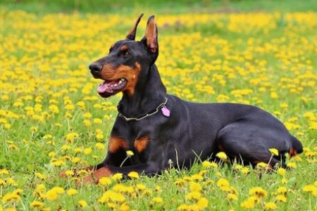 Doberman Rasa de caine Doberman