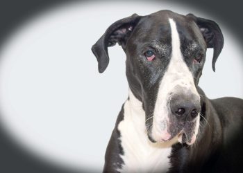 Dog German Rasa de caine Dog German