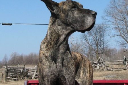 Dog German3 Rasa de caine Dog German