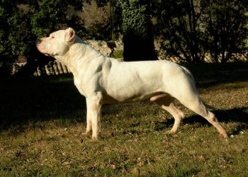 Dog argentinian Rasa de caine Dog argentinian