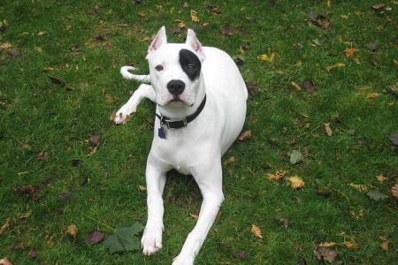 Dog argentinian2 Rasa de caine Dog argentinian
