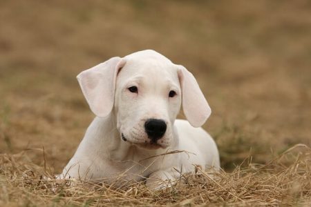 Dog argentinian3 Rasa de caine Dog argentinian