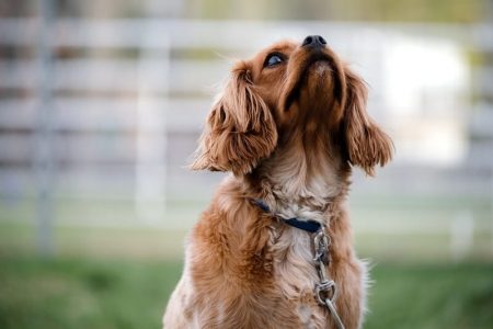 English Cocker Spaniel Rasa de caine English Cocker Spaniel