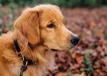 Golden Retriever Rasa de caine Golden Retriever