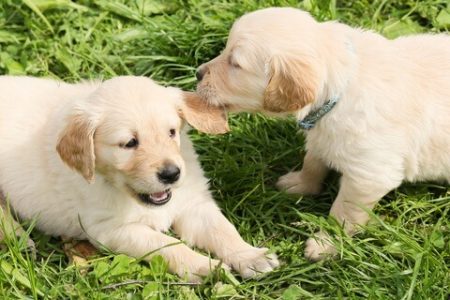 Golden Retriever2 Rasa de caine Golden Retriever