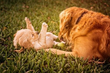 Golden Retriever3 (1) Rasa de caine Golden Retriever