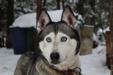 Husky Siberian2 Rasa de caine Husky Siberian