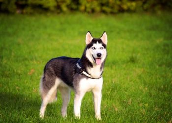 Husky siberian Rasa de caine Husky Siberian