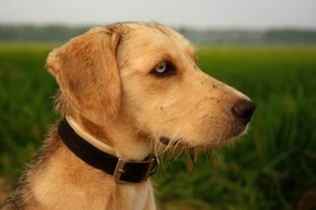 Labrador Retriever Rasa de caine Labrador Retriever