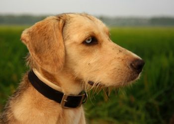 Labrador Retriever Rasa de caine Labrador Retriever