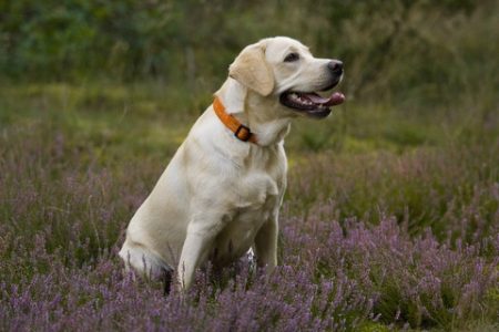 Labrador Retriever3 Rasa de caine Labrador Retriever