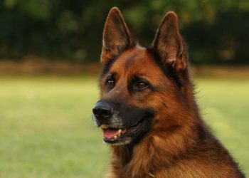 Malinois Ciobanesc belgian Rasa de caine Malinois Ciobanesc belgian