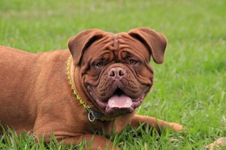 Mastiff Rasa de caine Mastiff