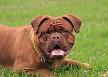 Mastiff Rasa de caine Mastiff