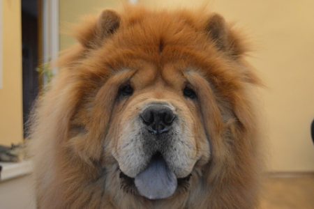 Mastiff tibetan Rasa de caine Mastiff tibetan