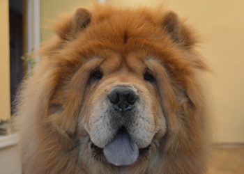Mastiff tibetan Rasa de caine Mastiff tibetan