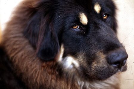 Mastiff tibetan3 Rasa de caine Mastiff tibetan