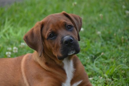 Mastiff3 Rasa de caine Mastiff