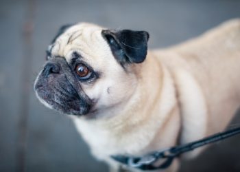 Mops Rasa de caine Mops