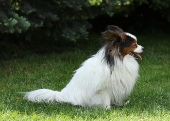 Papillon si Epagneul Phalene Rasa de caine Papillon si Epagneul Phalene