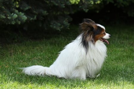 Papillon si Epagneul Phalene Rasa de caine Papillon si Epagneul Phalene