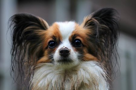 Papillon si Epagneul Phalene1 Rasa de caine Papillon