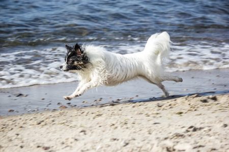 Papillon si Epagneul Phalene2 Rasa de caine Papillon