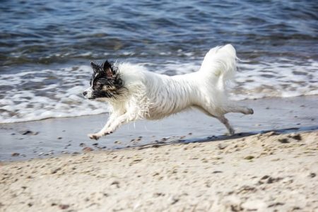 Papillon si Epagneul Phalene2 Rasa de caine Papillon