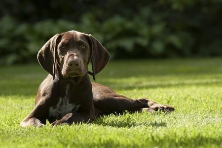 Pointer german cu par scurt Rasa de caine Pointer german cu par scurt