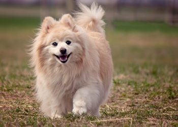Pomeranian Rasa de caine Pomeranian