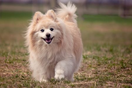 Pomeranian Rasa de caine Pomeranian