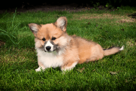 Pomeranian2 Rasa de caine Pomeranian
