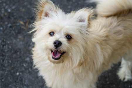 Pomeranian3 Rasa de caine Pomeranian