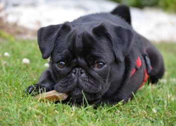 Pug Rasa de caine Pug
