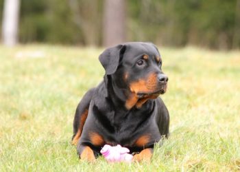 Rottweiler Rasa de caine Rottweiler