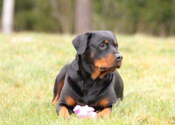 Rottweiler Rasa de caine Rottweiler