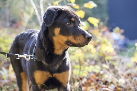 Rottweiler2 Rasa de caine Rottweiler