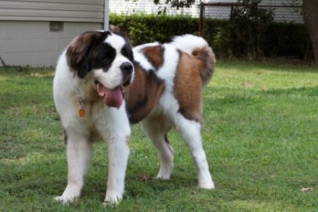 Saint-Bernard Rasa de caine Saint-Bernard