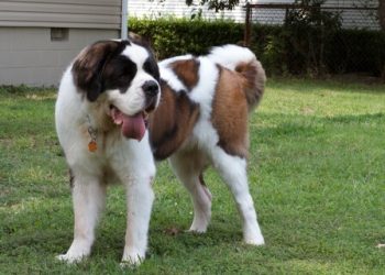 Saint-Bernard Rasa de caine Saint-Bernard