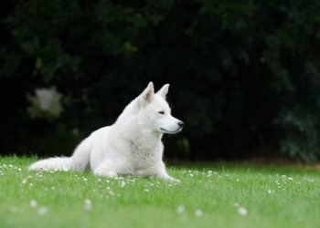 Samoyed Rasa de caine Samoyed