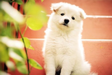 Samoyed2 Rasa de caine Samoyed