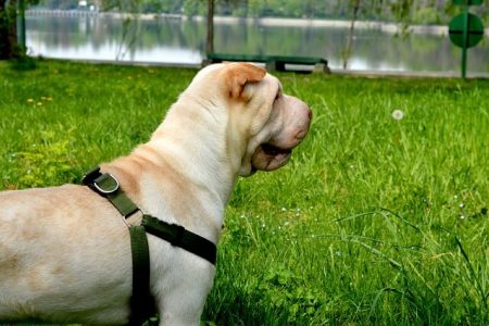Shar Pei Rasa de caine Shar Pei